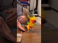 お刺身を食べてると...⁉️🦜 #インコ #セキセイインコ #暮らし #暮らしチャンネル #コガネメキシコインコ #ペット #癒し #鳥と芸人