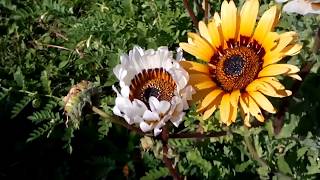 Видео Диковинный цветок Венидиум из Южной Африки красиво цветет (автор: Надежда Центральная)