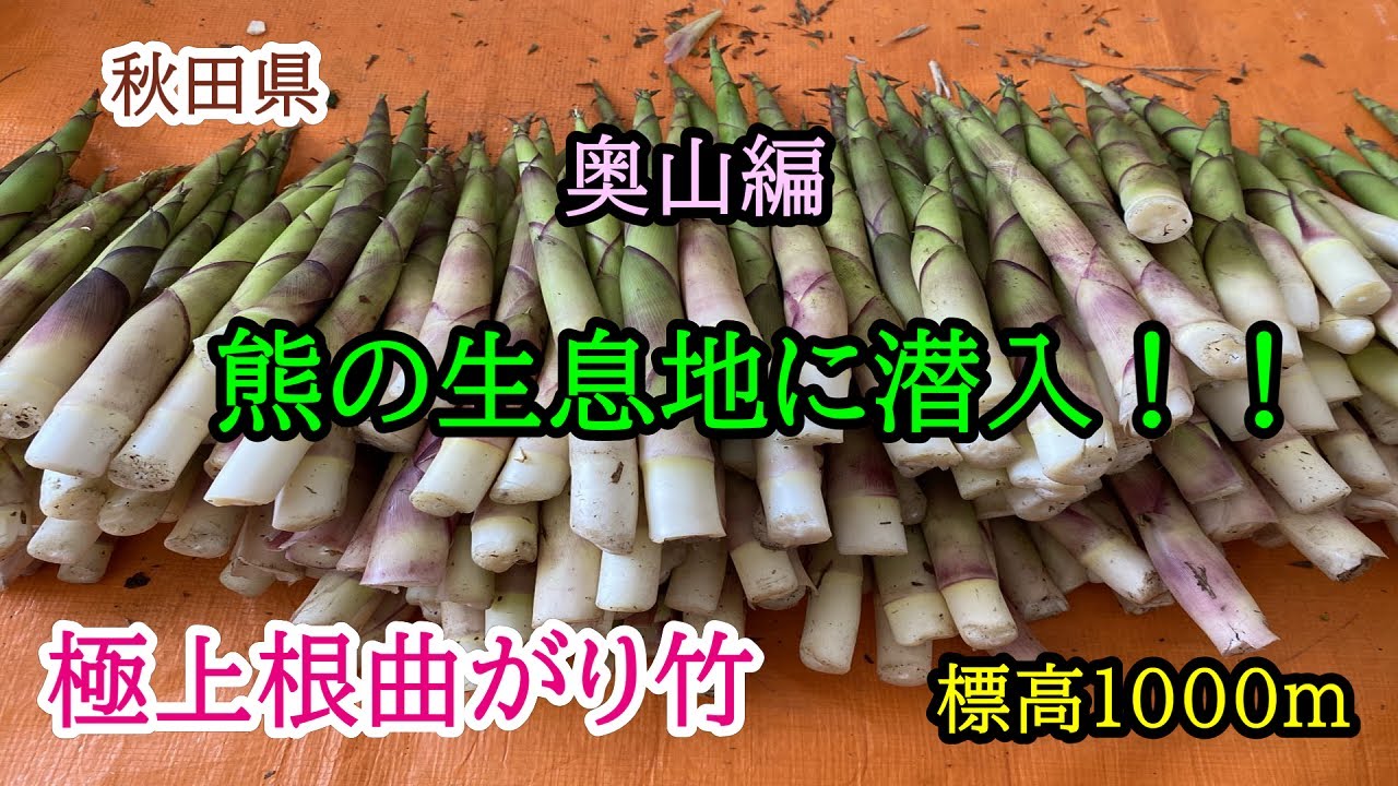 The last of the season - Akita Prefecture's deep mountains - the