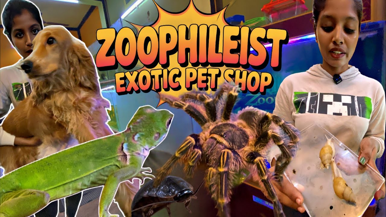 zoophilist-exotic-pet-shop-chennai-ep-01-pet-akka-tarantulas