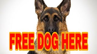 Free adoption, all breeds available in India ! / MUST WATCH || DoGs ViLLa