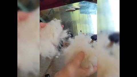 Beginner tutorial on how to use Valkyrie Wool Combs