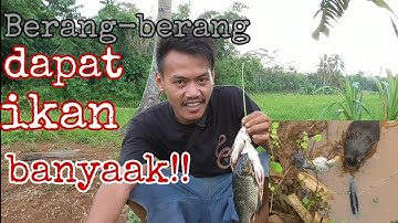 Berang- berang dapat ikan banyak.
