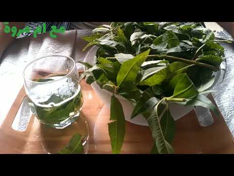 عشبةأدهشت الأطباء فوائد عشبة اللويزة وأضرارها