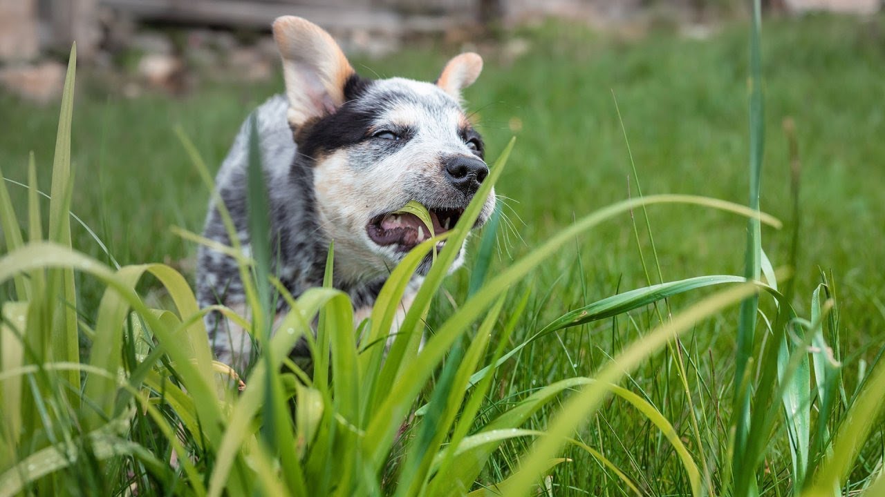 Vet Explains Why Dogs Eat Grass—and How to Handle It | Rachael Ray Show