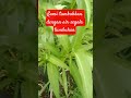 Kami tumbuhkan dengan air segala tumbuhan#fypyoutube #shortvideo #qs.al Anam 99#aktivitas berkebun.