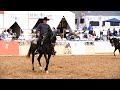 Scottsdale arabian horse show 2023   stay tuned