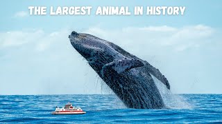 11 Facts About Blue Whales, the Largest Animals Ever on Earth by EARTH TRACE 272 views 1 year ago 7 minutes, 59 seconds