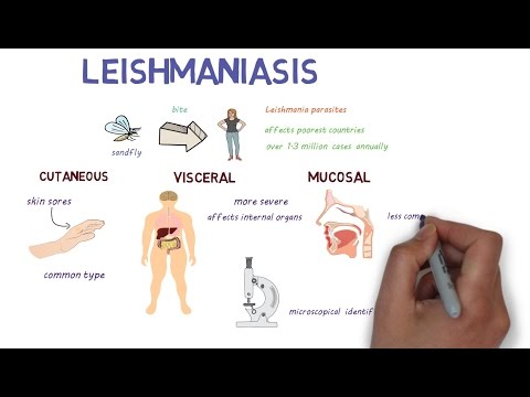 Video: Leishmaniasis - Symptomer, Typer, Diagnose, Behandling