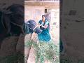 4K Video | रोटिया बेलही के परी | Srishti Bharti | Rotiya Belahi Ke Pari | Bhojpuri Video Song 2026