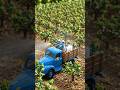 Mini Cherry Farming 🍒 | Tiny Farmers Harvest &amp; Emotional Ending ❤️ | Satisfying Farm Story #shorts