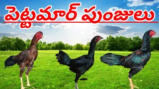 పెట్టమారు పుంజులు పెట్ట #77807 22788