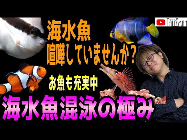 海水魚における混泳の極み ショートマンtv Youtube