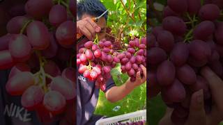 Grapes Harvesting 🍇 | Fresh Grapes Harvesting From the Vine #satisfying #grapefruitpruning