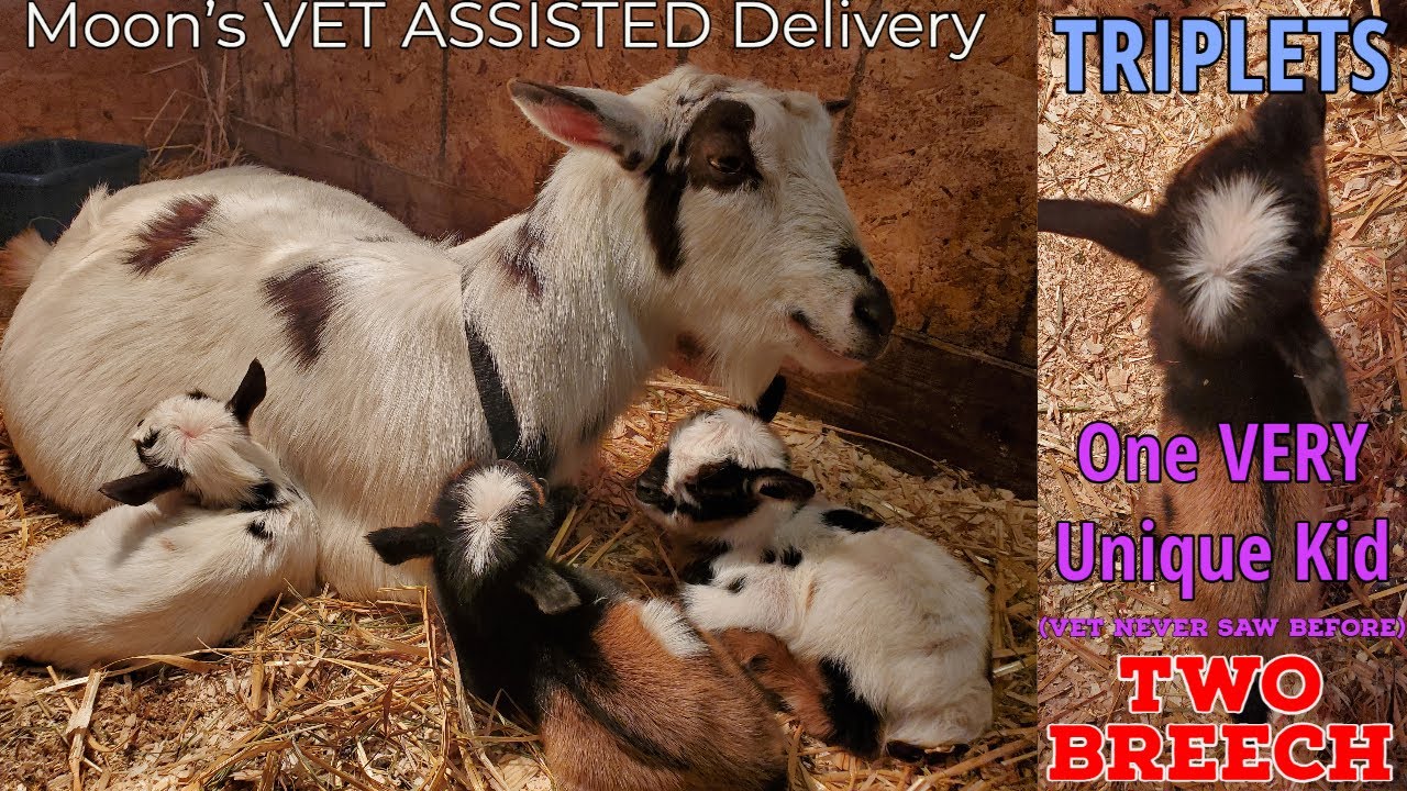 Moon s Vet Assisted Kidding Birth To TRIPLETS 2 BREECH 1 VERY moon-s-vet-assisted-kidding-birth-to-triplets-2-breech-1-very