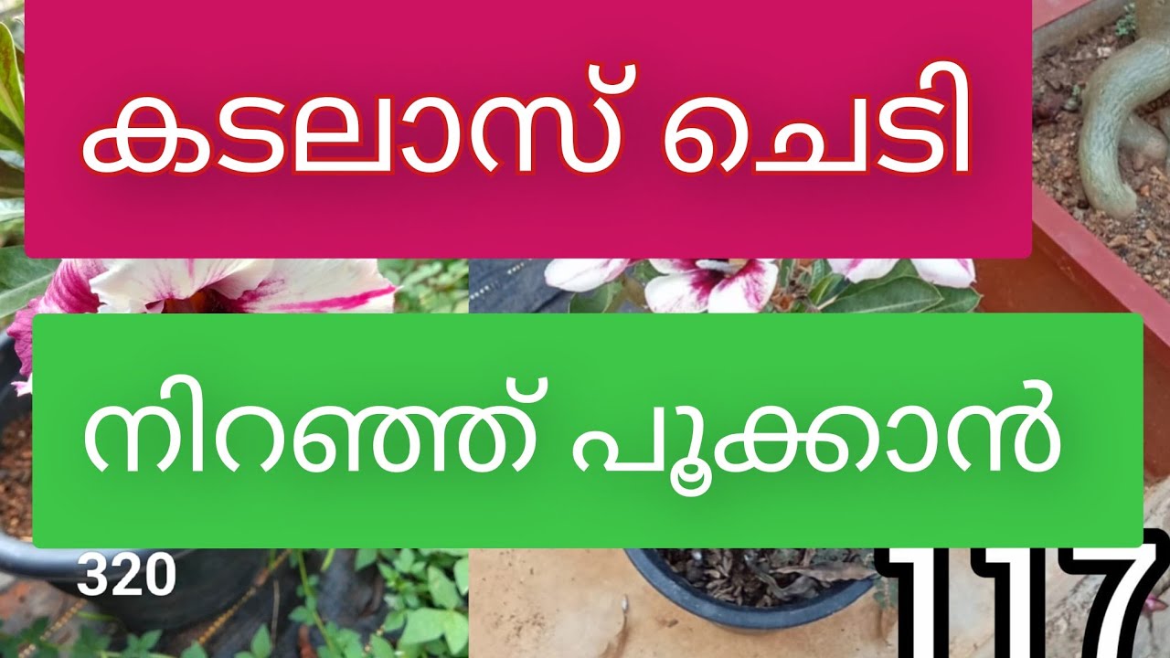ബോഗൻവില്ല പൂക്കളുടെ രഹസ്യങ്ങൾ 🌺 | Bougainvillea Care Tips in Malayalam | Easy Flowering Tricks