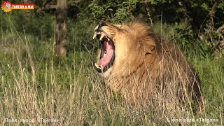 Львы Манюни наглеют в сторону Кисюнь! Тайган. Lions life in Taigan.