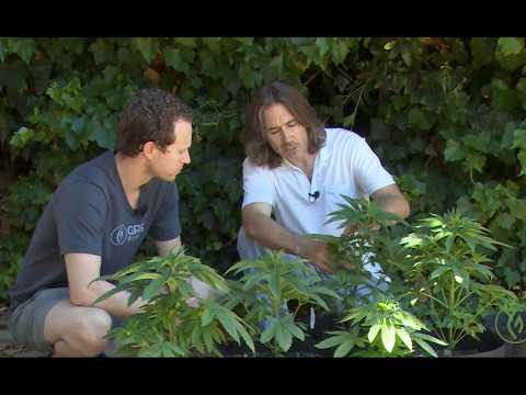 Seed Selection & Cultivar Considerations for Your Outdoor Grow / Derek Gilman / Ganjier