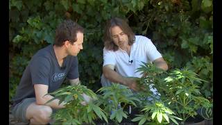Seed Selection & Cultivar Considerations for Your Outdoor Grow / Derek Gilman / Ganjier