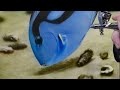 Painting in Textures & Starting the Blue Tang!