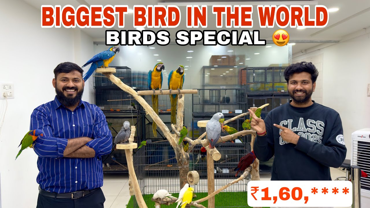 BIGGEST PARROT IN THE WORLD  | BIRDS SPECIAL VIDEO | BUDGET PETS IN TELUGU