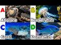 ABC phonics animals | ABC Sea Animals song | English and Animals for Kids | Alphabets Kids Song