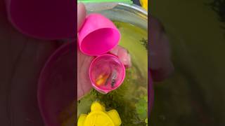 Awesome catching colorful fish #catchingfish #fish #aquarium