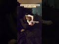 This is how we #wakeup each #morning #love #animals #youtubeshorts #viralvideo #foryou #dog #pets