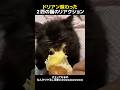 ドリアン味わった2匹の猫のリアクション