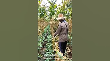 Harvesting corn: clearing the field for other crops