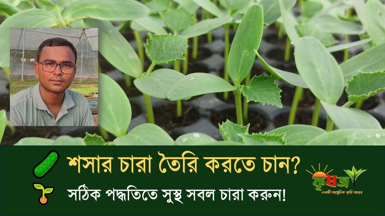 শসা চারা তৈরির সঠিক পদ্ধতি 🌱 | Cucumber Seedling Preparation in Polyhouse 🌿 Krishoz