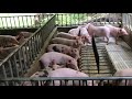 Piglet Pen: How to build a Nursery for Piglets (Part 1 w/English Subtitles)