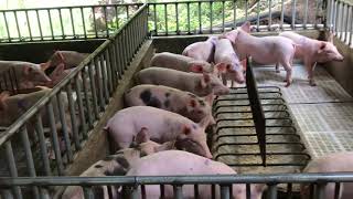 Piglet Pen: How to build a Nursery for Piglets (Part 1 w/English Subtitles) | Palban's Farm