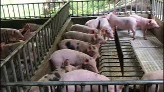 Piglet Pen: How to build a Nursery for Piglets (Part 1 w/English Subtitles) | Palban's Farm