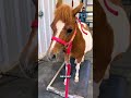 Regina is 296 days pregnant today! #katievanslyke #horse #minihorse