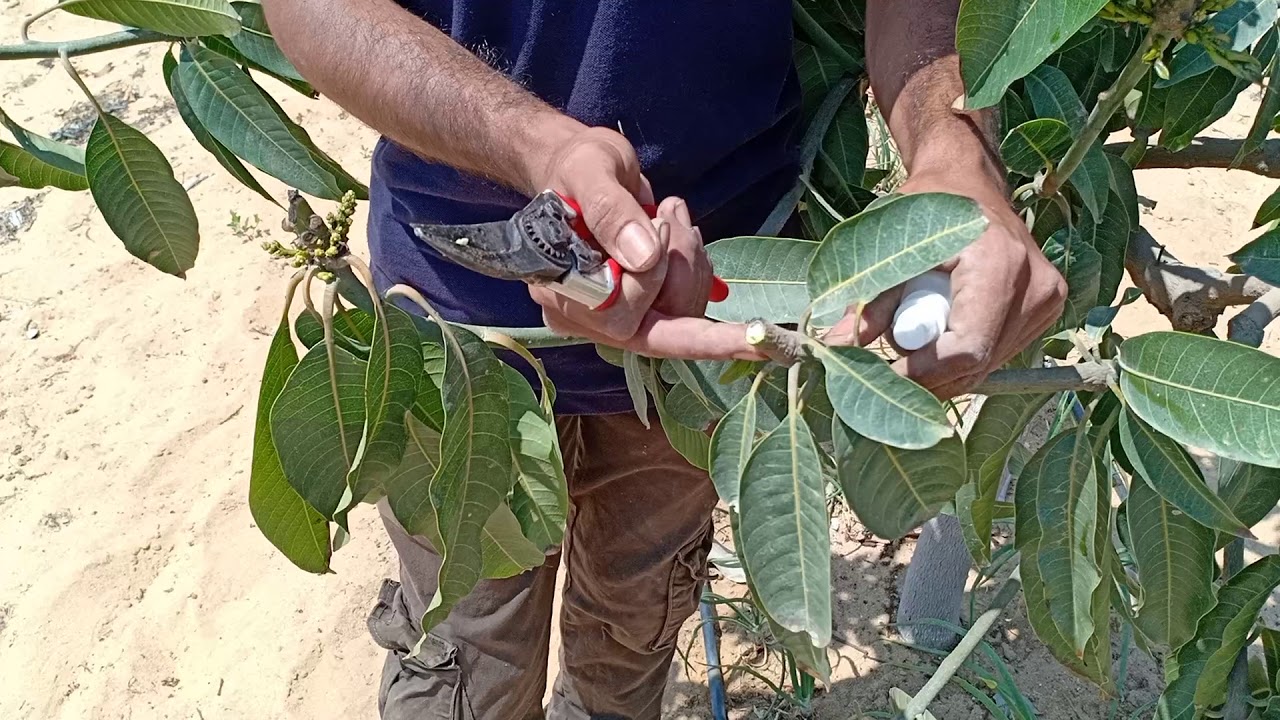 شاهد شرح قواعد تقليم المانجو و الفرق بين تحت العقدة و فوق العقدة و منتصف العقدة | عملي MANGO