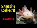 5 Fascinating Facts About Axolotls