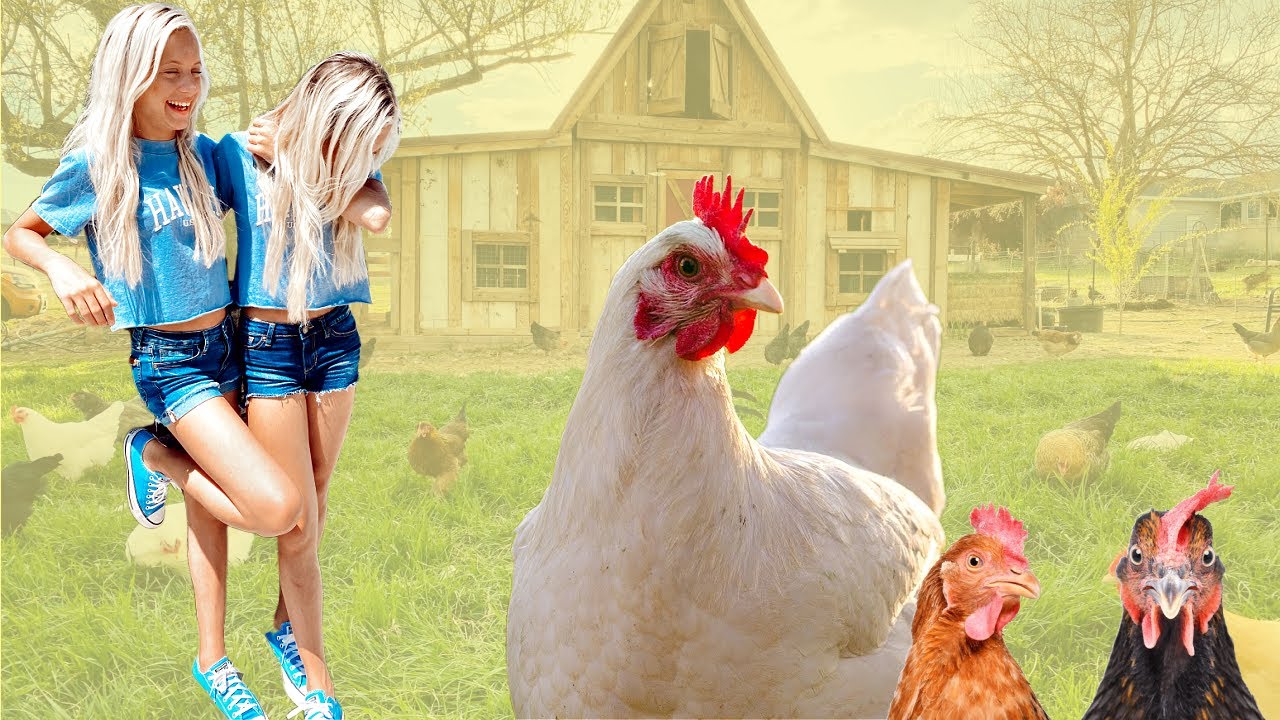 chicken dance prank on my twin shorts YouTube