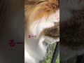 強風でもベランダが好きな猫 #cats #pets #ノルウェージャンフォレストキャット #ノル猫5にゃんねる #猫