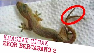 THE SECRET OF THE BRANCH-TAILED GECK'S LUCK 2