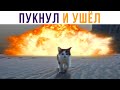 Пукнул и ушёл в другую комнату) Приколы с котами | Мемозг 585