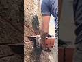 Bigg tree cutting skills Technique #shortvideo #woodworking #chainsaw