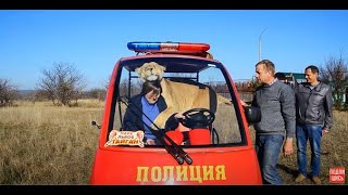 Львица в машине- туристка В ШОКЕ! Lioness in the car-tourist IN SHOCK!