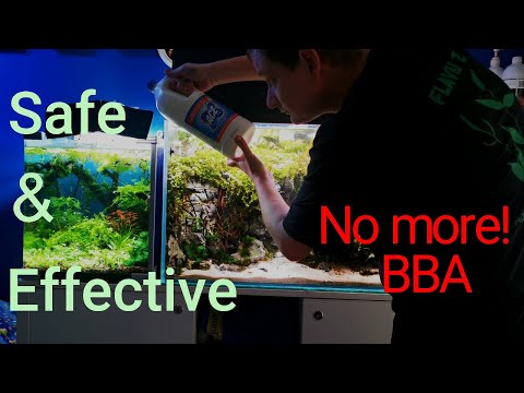 How to eliminate algae? (My fast way to clean aquarium plants with bleach)