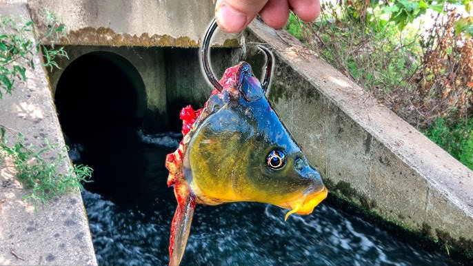 Do Wonder Bread Lures Catch Fish?! (RIVER FISHING) 