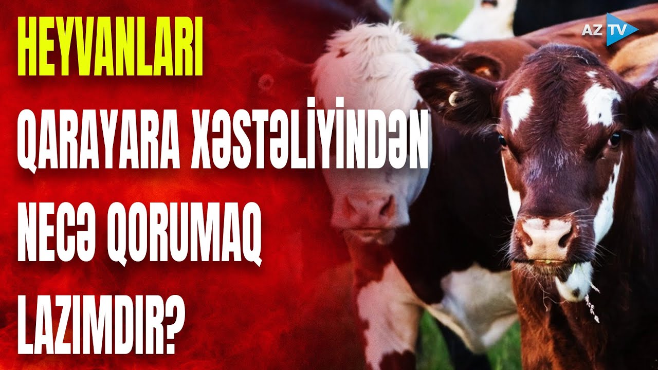 Heyvanlar qarayara xəstəliyinə necə yoluxur? – Baytarlar profilaktik tədbirlərə başladı