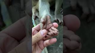Monkeys have fingernails just like Humans 🙊👋 #shorts #monkey