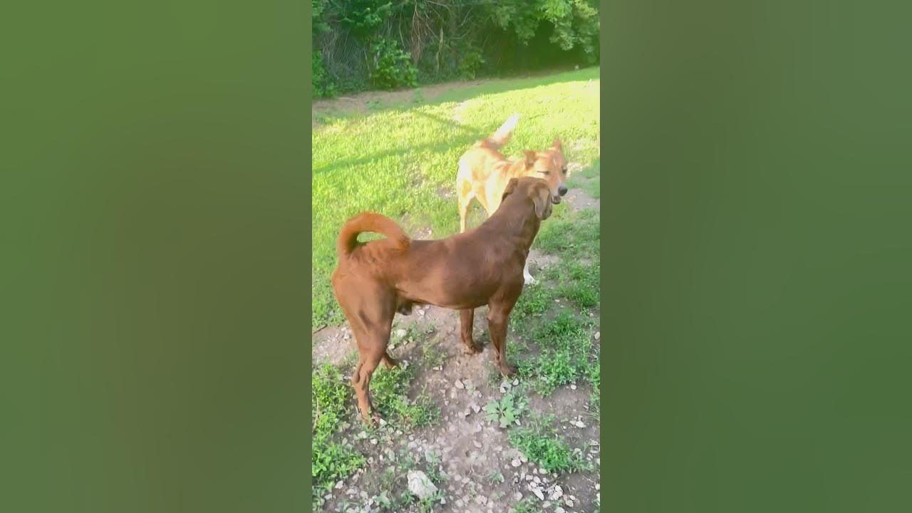 buddy-can-t-get-enough-of-gracey-love-my-dogs-youtube