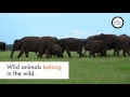 TripAdvisor needs to stop promoting cruelty to wildlife
