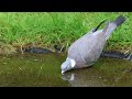 Houtduif drinkt gulzig uit tuinvijver (prachtige keelbeweging)